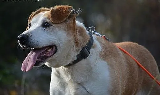 Cześć, jestem EDEK i czekam na Ciebie! Adoptuj mni