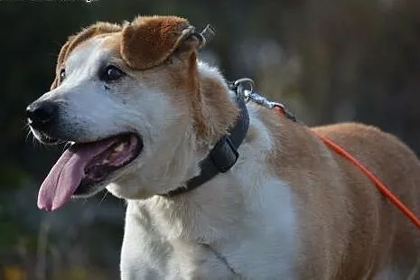 Cześć, jestem EDEK i czekam na Ciebie! Adoptuj mni