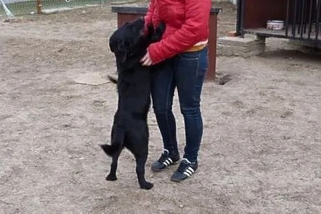Cudowny Czarek, kochana psia przylepka szuka domu!