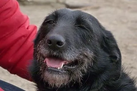 Cudowny Czarek, kochana psia przylepka szuka domu!