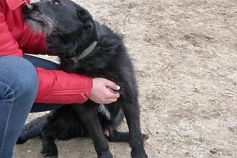Cudowny Czarek, kochana psia przylepka szuka domu!