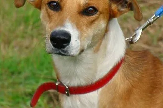 Hary czeka na Ciebie! Piękny pies do adopcji!,  mazowieckie Warszawa