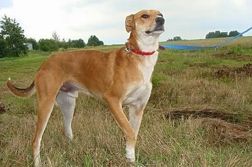 Hary czeka na Ciebie! Piękny pies do adopcji!,  ma