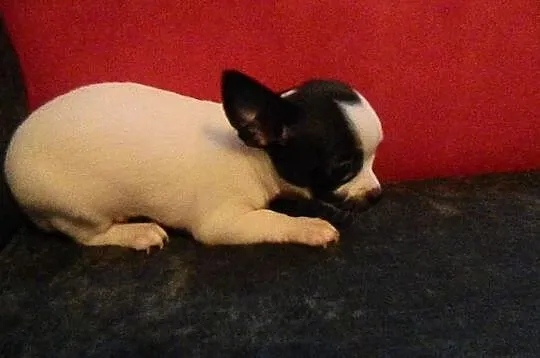 Chihuahua bajeczne miniaturowe szczeniaczki