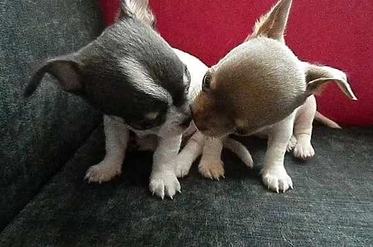 Chihuahua bajeczne miniaturowe szczeniaczki