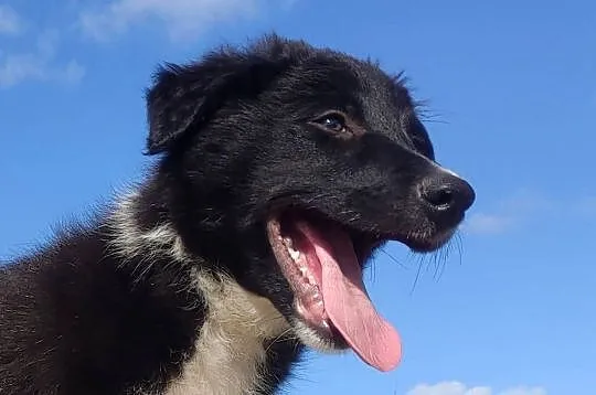BORDER COLLIE - Rasowy z pełną dok. po świetnych rodzicach