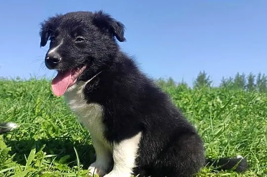 BORDER COLLIE - Rasowy z pełną dok. po świetnych rodzicach, Podkarpackie, Iwonicz