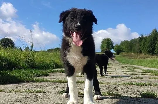 BORDER COLLIE - Rasowy z pełną dok. po świetnych rodzicach, Podkarpackie, Iwonicz