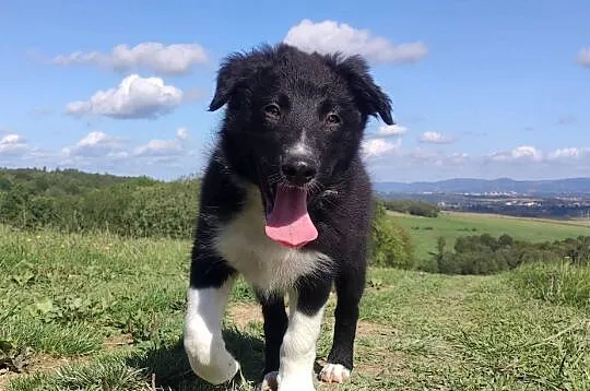 BORDER COLLIE - Rasowy z pełną dok. po świetnych rodzicach, Podkarpackie, Iwonicz