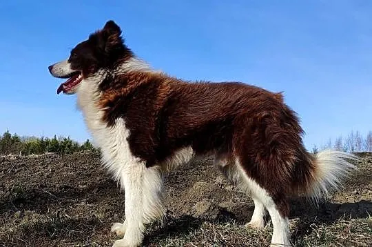 BORDER COLLIE - Rasowy z pełną dok. po świetnych rodzicach, Podkarpackie, Iwonicz