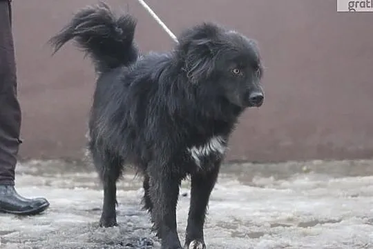 Masz dom z ogrodem ? Kochasz psy ? Adoptuj wspaniałego Stefka, , Wrocław