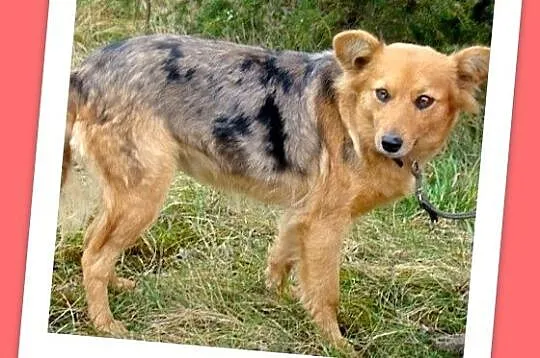 SZELTA oryginalna suczka bardzo sympatyczna,delikatna, łagodna_Adopcja_