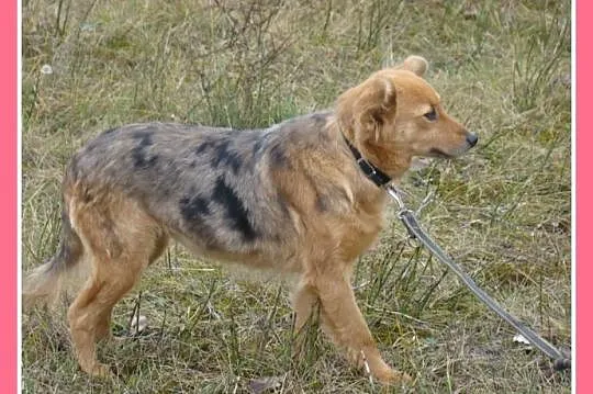 SZELTA oryginalna suczka bardzo sympatyczna,delika