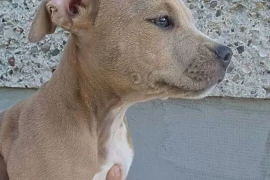 Piesek gotowy do odbioru - Amstaff, Lubelskie, Chełm