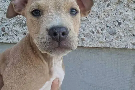 Piesek gotowy do odbioru - Amstaff, Lubelskie, Chełm
