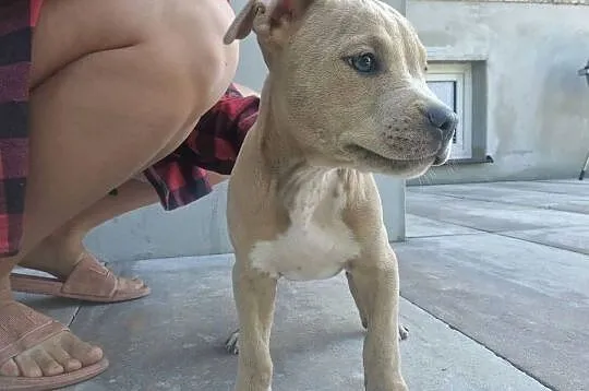 Piesek gotowy do odbioru - Amstaff, Lubelskie, Chełm