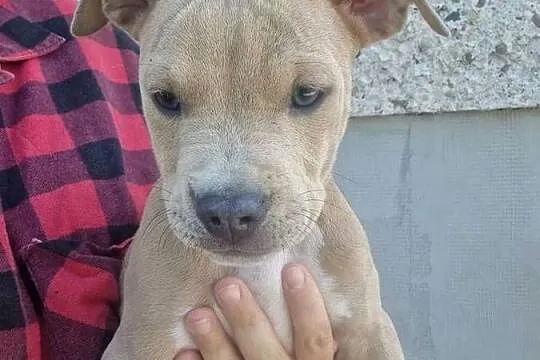 Piesek gotowy do odbioru - Amstaff, Lubelskie, Chełm