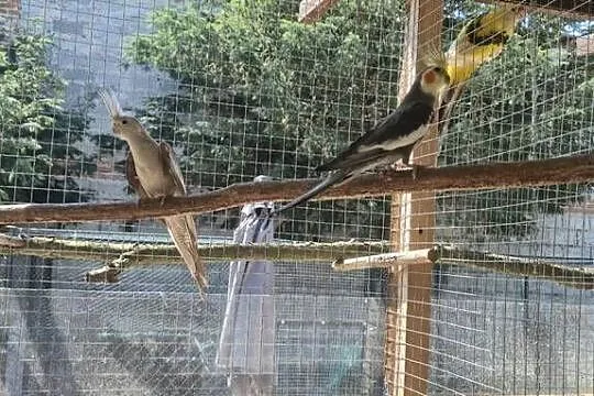 Dwie pary lęgowe Nimf., Łódzkie, Sulejów