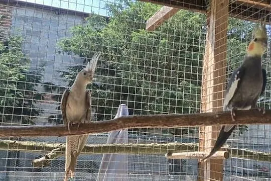 Dwie pary lęgowe Nimf., Łódzkie, Sulejów