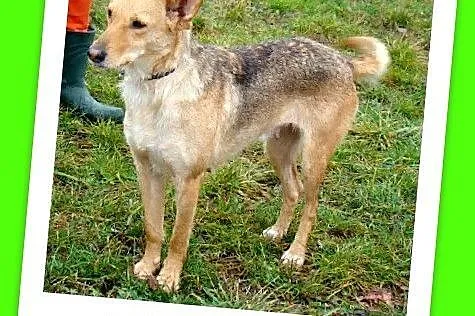 ZUZIA – średnia suczka,waga 12 kg,delikatna,b_sympatyczna i przyjazna_Adopcja_