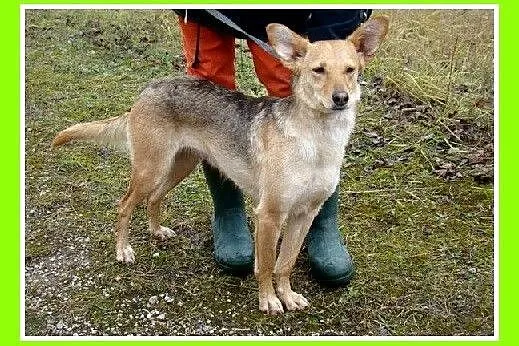 ZUZIA – średnia suczka,waga 12 kg,delikatna,b_symp