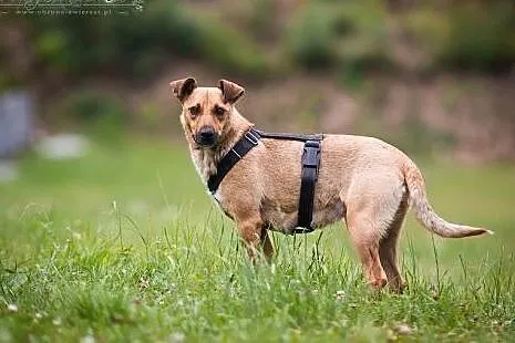 FORSA - 12 kg MIŁOŚCI  - UROCZA sunia KOCHAJĄCA dz