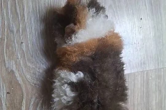 Świnka morska długowłosa, Pomorskie, Kwidzyn