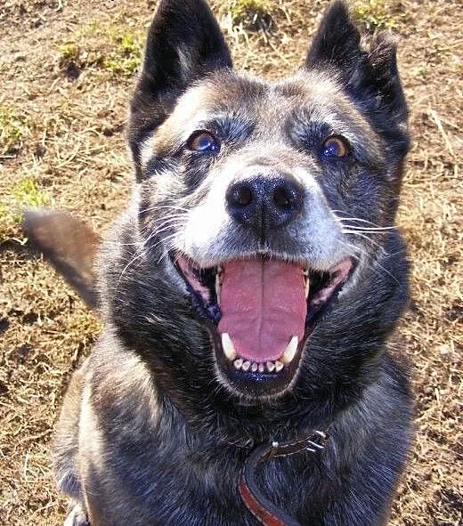 Karelka- wesoły mix Husky szuka domu, mazowieckie