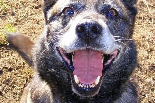 Karelka- wesoły mix Husky szuka domu, mazowieckie Warszawa