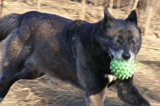 Karelka- wesoły mix Husky szuka domu,  mazowieckie