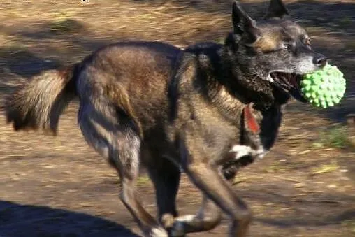 Karelka- wesoły mix Husky szuka domu,  mazowieckie