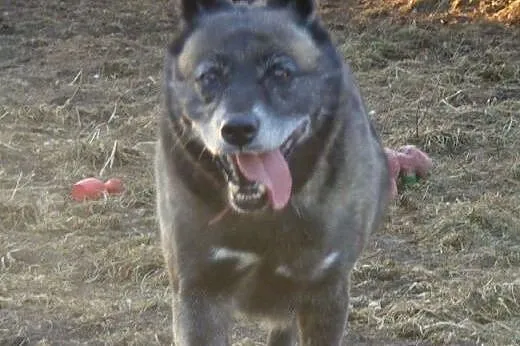 Karelka- wesoły mix Husky szuka domu,  mazowieckie