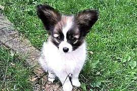 Papillon Spaniel Kontynentalny miniaturowy
