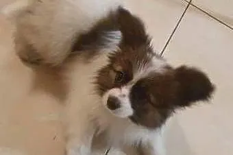 Papillon Spaniel Kontynentalny miniaturowy, Śląskie, Rudnik Wielki