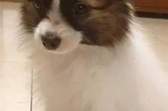 Papillon Spaniel Kontynentalny miniaturowy, Śląskie, Rudnik Wielki
