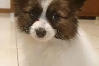Papillon Spaniel Kontynentalny miniaturowy, Śląskie, Rudnik Wielki