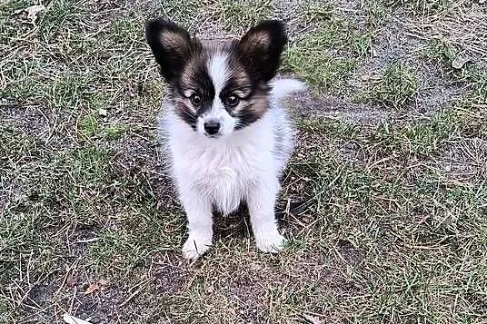 Papillon Spaniel Kontynentalny miniaturowy, Śląskie, Rudnik Wielki