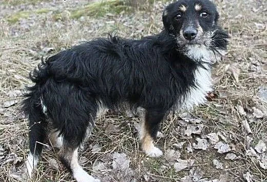 Mały, przestraszony piesek szuka domu., śląskie R
