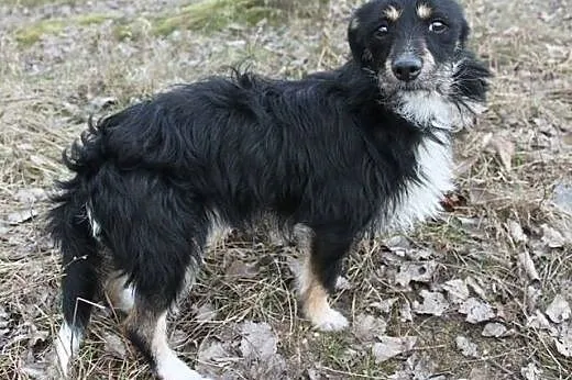 Mały, przestraszony piesek szuka domu., śląskie Rybnik