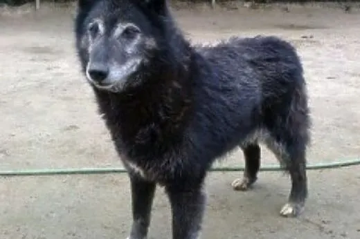 Samotna urocza AZA, uratuj, Pilnie DT lub DS,  maz