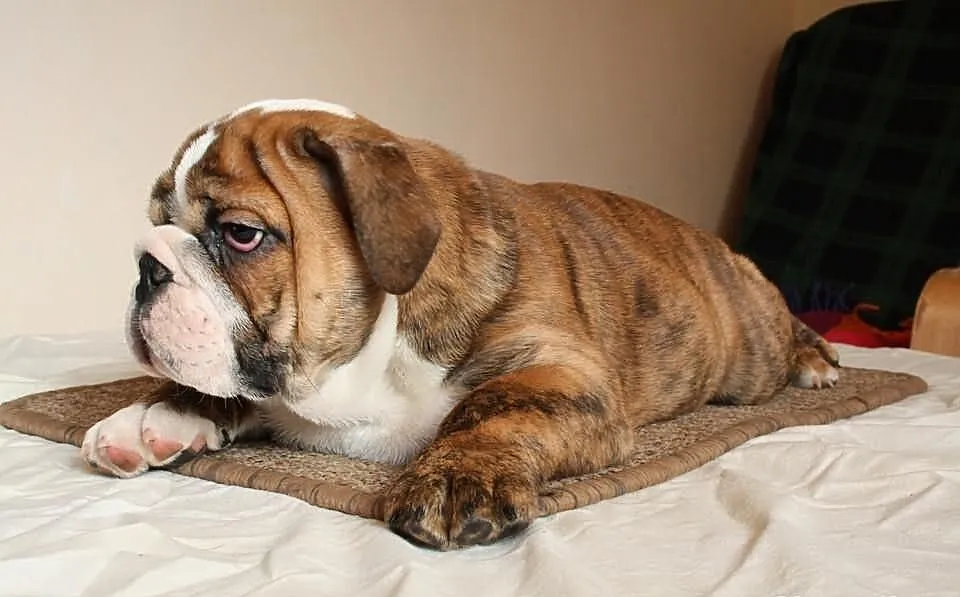 Buldog Angielski FCI