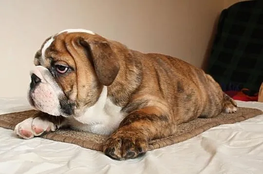 Buldog Angielski FCI