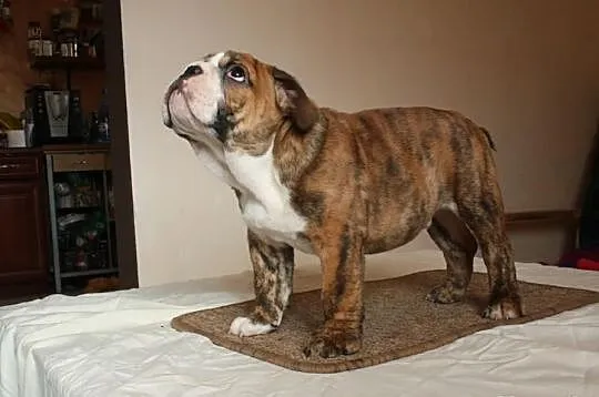 Buldog Angielski FCI