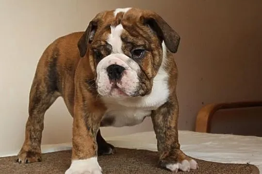 Buldog Angielski FCI