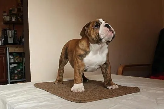 Buldog Angielski FCI