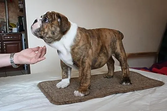 Buldog Angielski FCI
