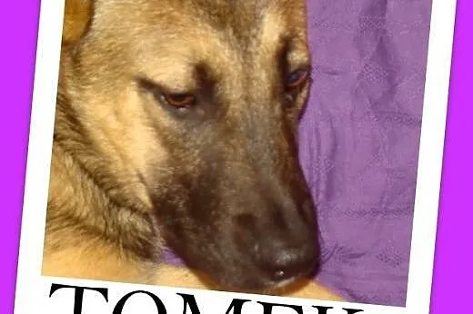 Owczarek niem. 7 mies. mądry,spokojny,duży pies TOMEK.Adopcja,  małopolskie Kraków