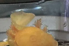Aksolotl Axolotl Salamandra Meksykańska Płaz Meksykański Ryba Jaszczurka