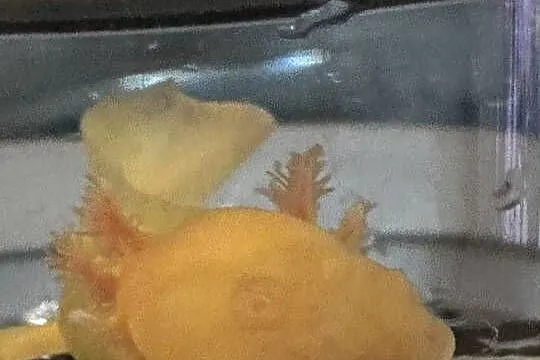 Aksolotl Axolotl Salamandra Meksykańska Płaz Meksykański Ryba Jaszczurka, Wielkopolskie, Kępno