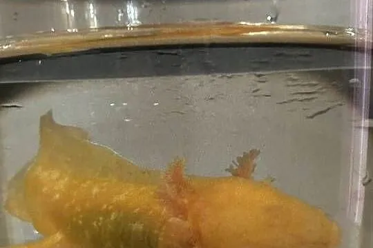 Aksolotl Axolotl Salamandra Meksykańska Płaz Meksykański Ryba Jaszczurka, Wielkopolskie, Kępno